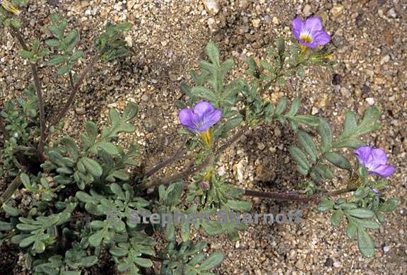 phacelia fremontii 1 graphic